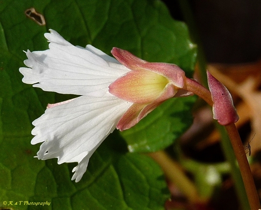 {Shortia galacifolia}